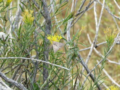 Loxostege sticticalis