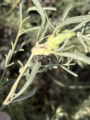 Asphondylia atriplicis