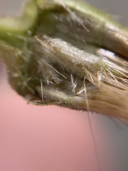 Heterotheca sessiliflora echioides