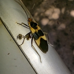 Oncopeltus sandarachatus