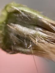 Heterotheca sessiliflora echioides