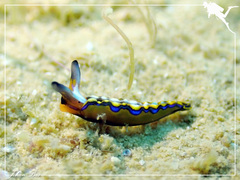 Thuridilla multimarginata