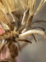 Heterotheca sessiliflora echioides