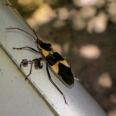 Oncopeltus sandarachatus