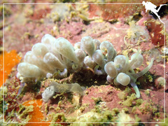 Phyllodesmium magnum