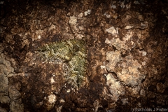 Crasilogia gressitti