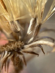 Heterotheca sessiliflora echioides