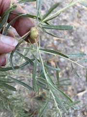 Asphondylia atriplicis