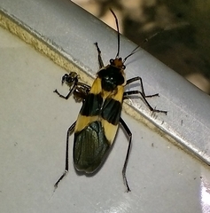 Oncopeltus sandarachatus