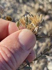 Heterotheca sessiliflora echioides