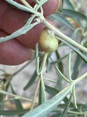 Asphondylia atriplicis