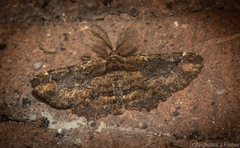 Pholodes sinistraria