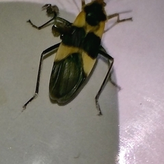 Oncopeltus sandarachatus