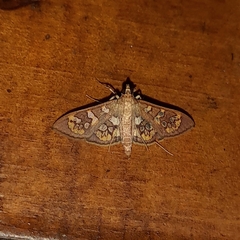 Prenesta fenestrinalis