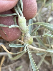 Asphondylia atriplicis