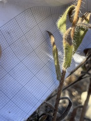 Heterotheca sessiliflora echioides