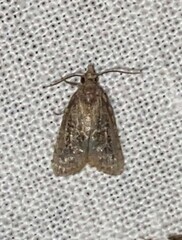 Platynota idaeusalis