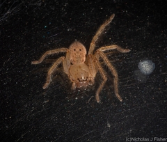 Neosparassus calligaster