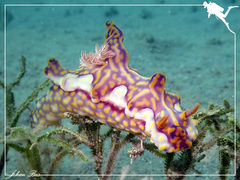 Miamira flavicostata