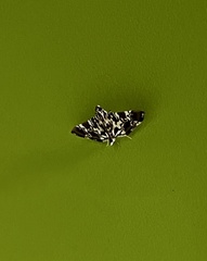 Chabula acamasalis