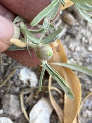 Asphondylia atriplicis