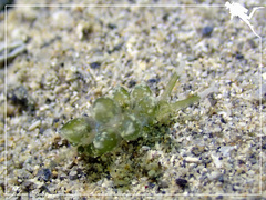 Sacoproteus smaragdinus