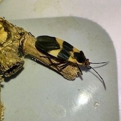 Oncopeltus sandarachatus