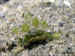 Sacoproteus smaragdinus