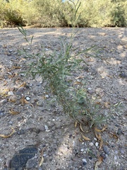 Asphondylia atriplicis