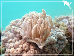 Phyllodesmium lizardense