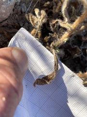 Heterotheca sessiliflora echioides