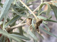 Asphondylia atriplicis