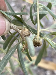 Asphondylia atriplicis