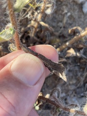 Heterotheca sessiliflora echioides