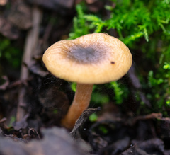 Lactarius