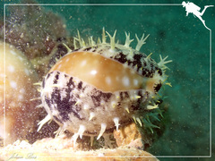 Lyncina vitellus