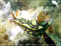Hypselodoris zephyra