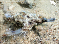 Eurypegasus draconis