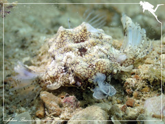 Eurypegasus draconis