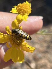 Acmaeodera decipiens