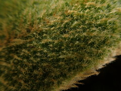 Elaphoglossum paleaceum