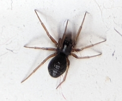 Erigoninae