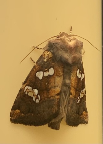 Turtlehead Borer Moth photo 3