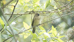 Sporophila