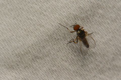 Simuliidae