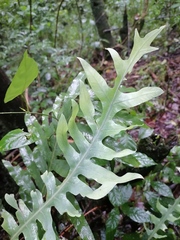 Phlebodium pseudoaureum