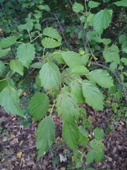 Viburnum dentatum