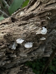 Trichaptum abietinum