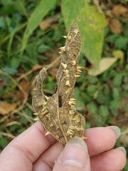 Celticecis spiniformis