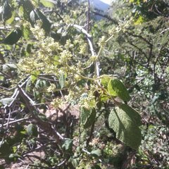 Heliocarpus terebinthinaceus